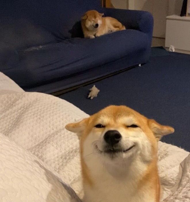 ソファの上で反省中(?)のふじこちゃん、定春くん