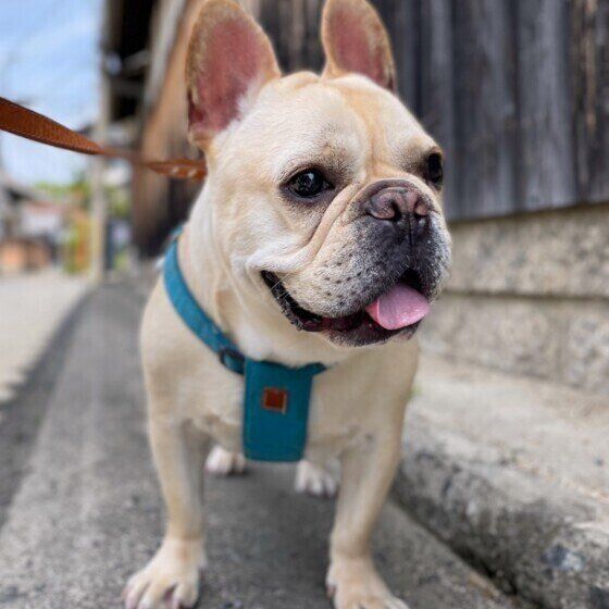 フレンチ・ブルドッグのぽろりくん！お散歩中♪