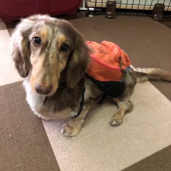 見つめるミニチュア・ダックスフンド