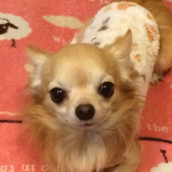 カメラ目線、チワワのポルン