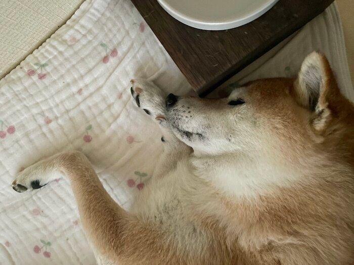 起きたマロたん