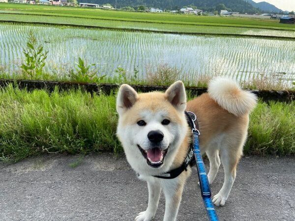 散歩を楽しむむう太くん