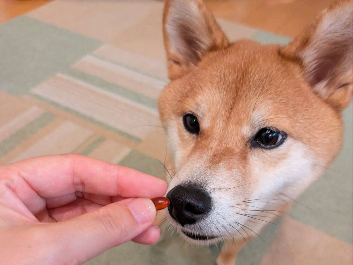 おとちゃん（3才／柴犬）