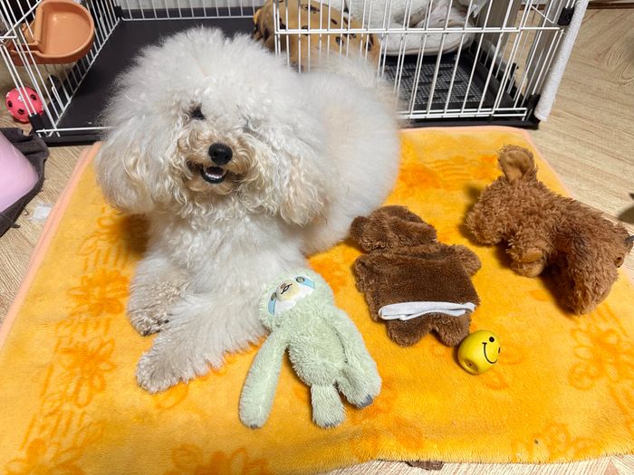 約1才10カ月のトイ・プードル
