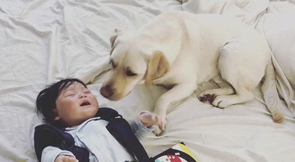 赤ちゃんとラブラドール・レトリーバー