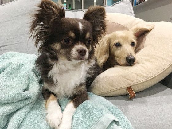 くっつくチワワとミニチュアダックス・フンド