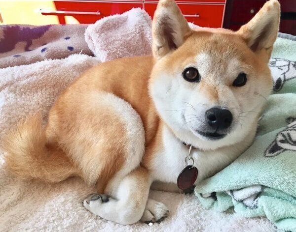 まったりするあかねちゃん