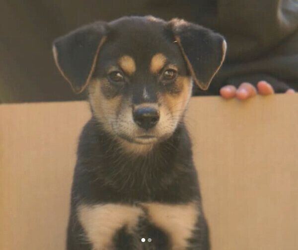 家に迎えた頃のラックくん