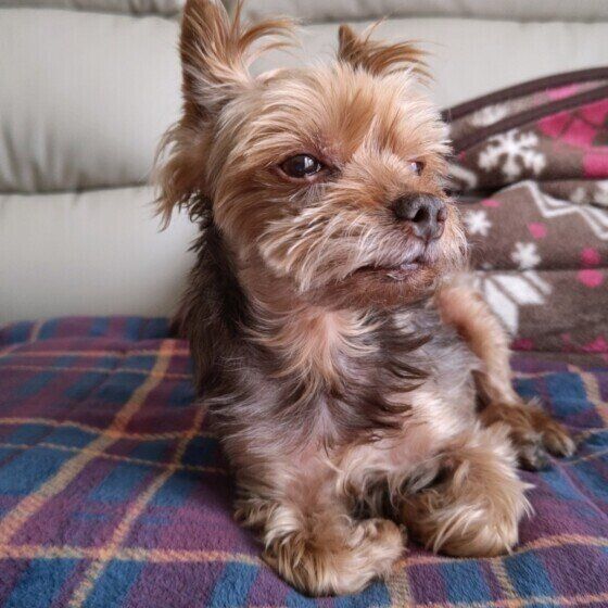 ヨークシャー・テリアのもこくん