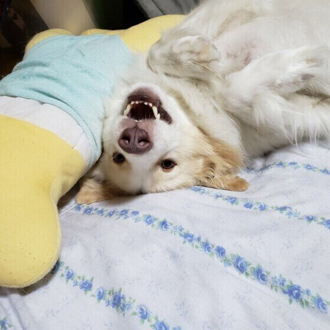 犬が地面にスリスリするワケとは 愛犬の スリスリ エピソードも いぬのきもちweb Magazine 犬が地面にスリスリするワケとは 愛犬の スリスリ エピソードも いぬのきもちweb Magazine