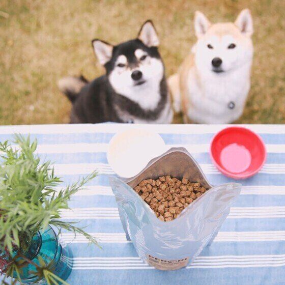 与えているドッグフードの保存方法をしっかり確認することが大切 いぬのきもち