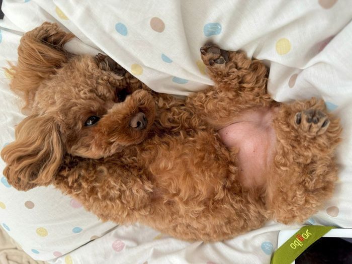 お腹を出すロンちゃん