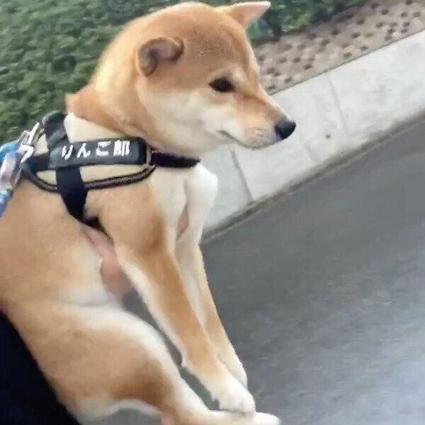 お散歩中に歩かなくなったりんご郎くん