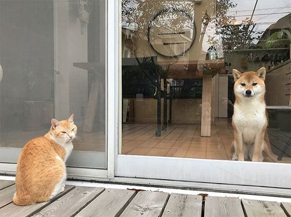 柴犬と猫