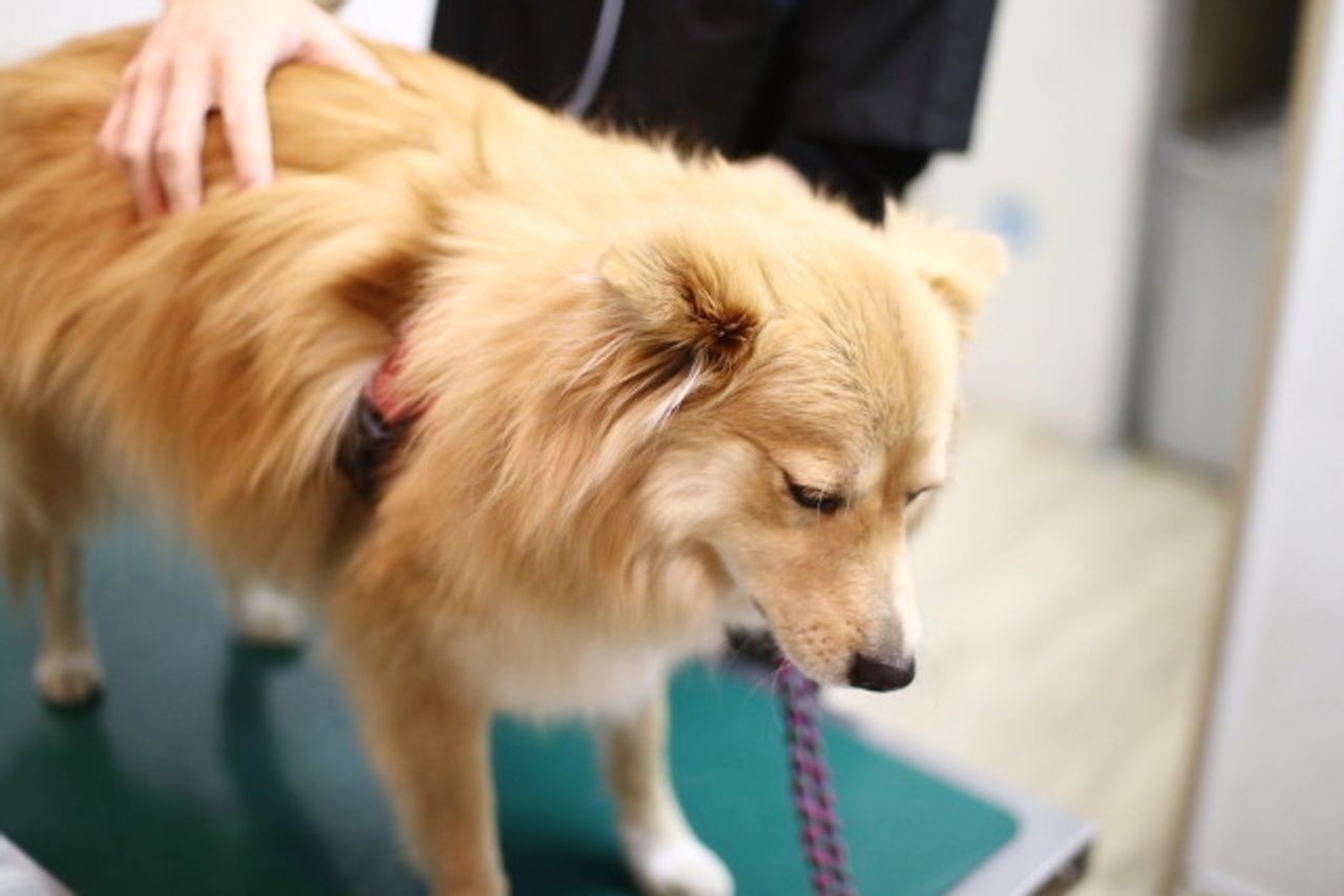 やっぱり 少しでも長く 穴澤賢の犬のはなし いぬのきもちweb Magazine やっぱり 少しでも長く 穴澤賢の犬のはなし いぬのきもちweb Magazine