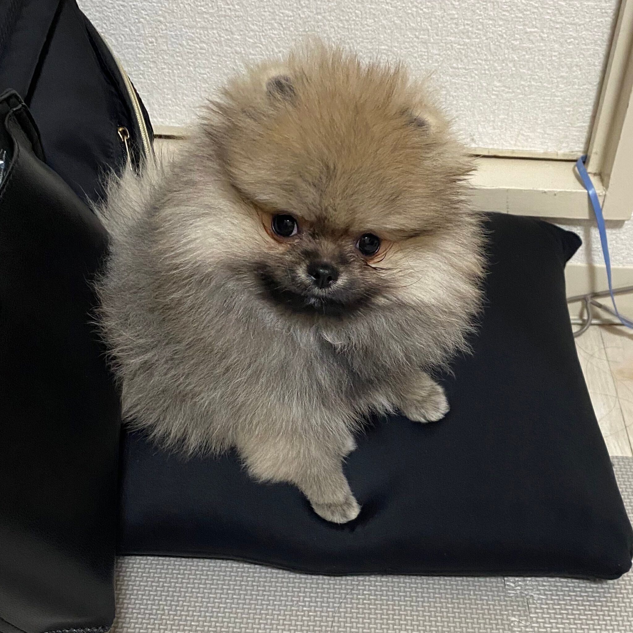 見つめるあもくん