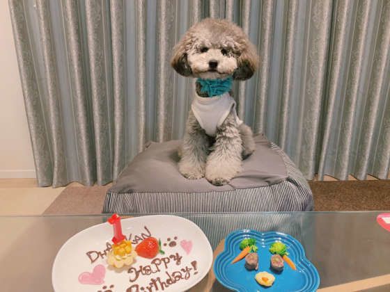 ダルカンちゃん