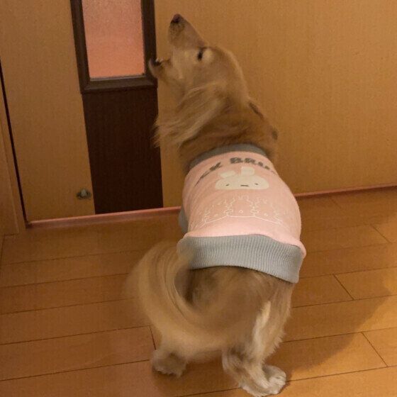 シェル  おねぇちぇんがかえってきたミニチュア・ダックスフンド