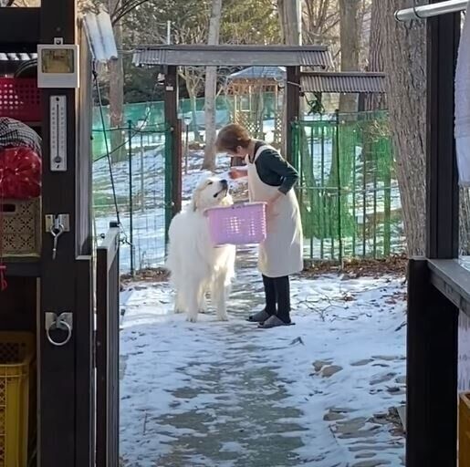 グレート・ピレニーズと飼い主さん