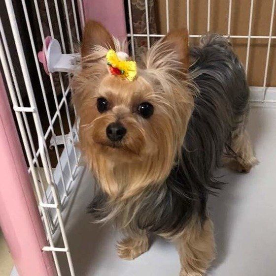 ヨークシャー・テリアのメイちゃん