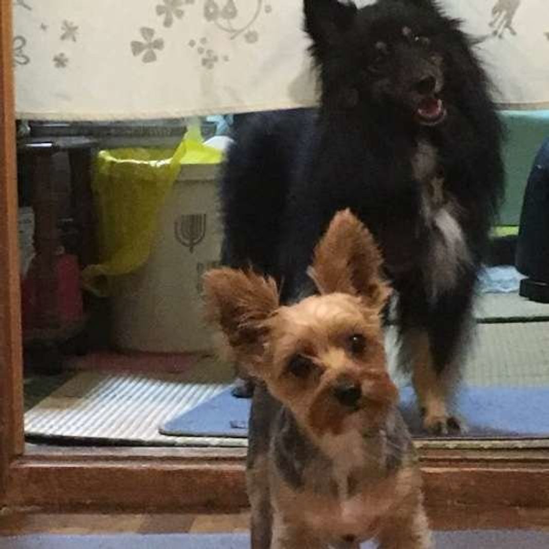 犬の遊び方 お悩みを解消 シーン別遊び方をご紹介 いぬのきもちweb Magazine 犬の遊び方 お悩みを解消 シーン別遊び方をご紹介 いぬのきもちweb Magazine