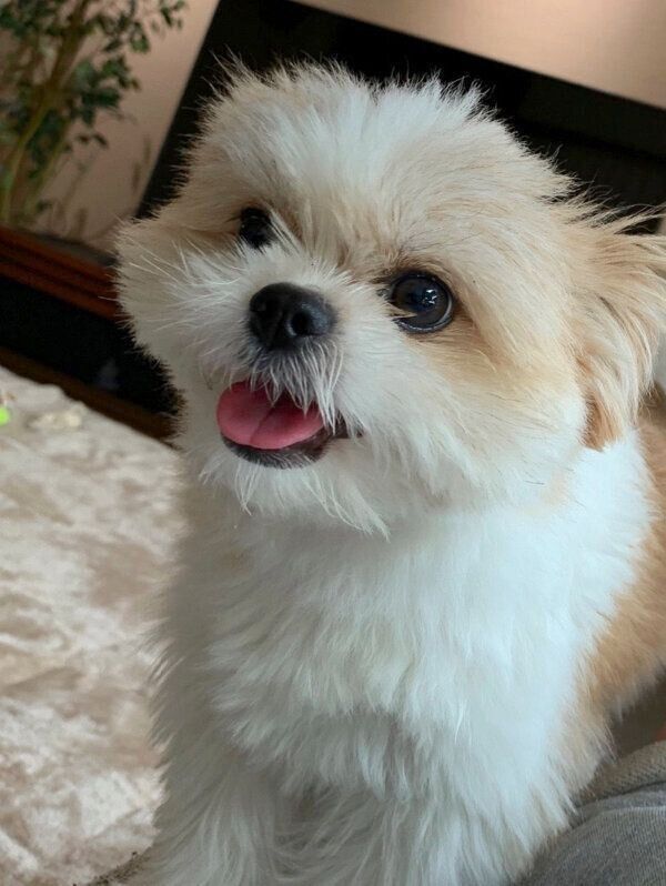 笑顔が可愛いぽん酢ちゃん