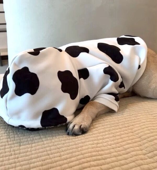 牛柄の洋服を着て熟睡するぱぐぞうくん