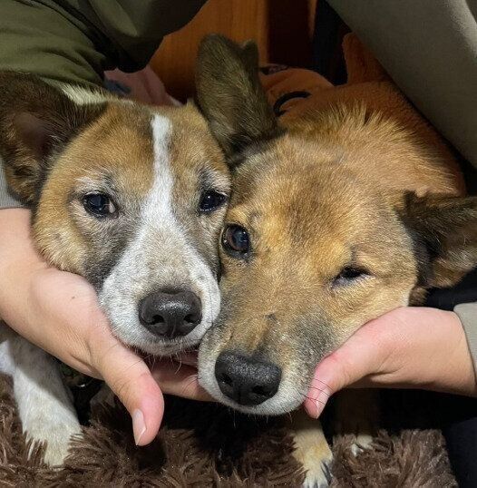 寄り添う2頭の犬
