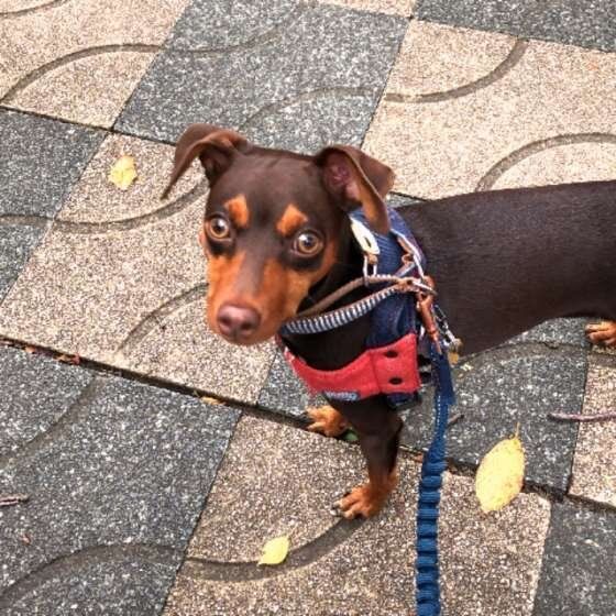 ミニチュア・ピンシャー