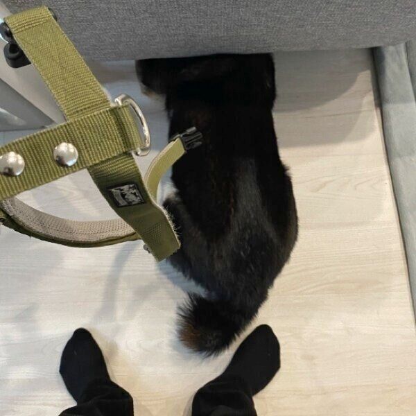 ソファに潜り込むもち吉くん