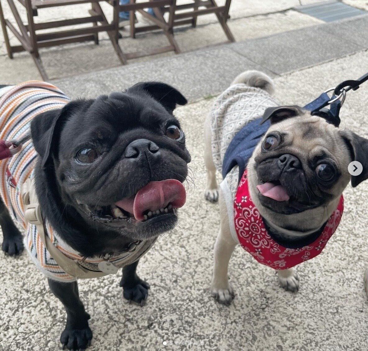 楽しそうなガムくん、しゃけちゃん