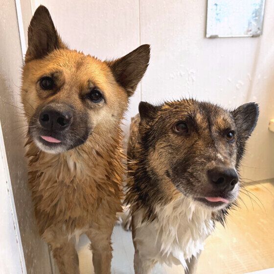 犬がシャンプーを嫌がる理由は? お風呂が苦手な犬をシャンプーするコツ いぬのきもち