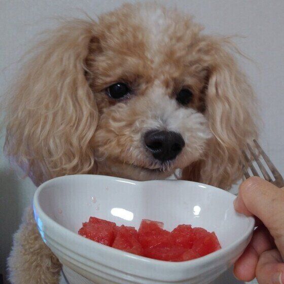 飼い主が差し出すハート型の白い器に入ったスイカを見つめるトイ・プードル