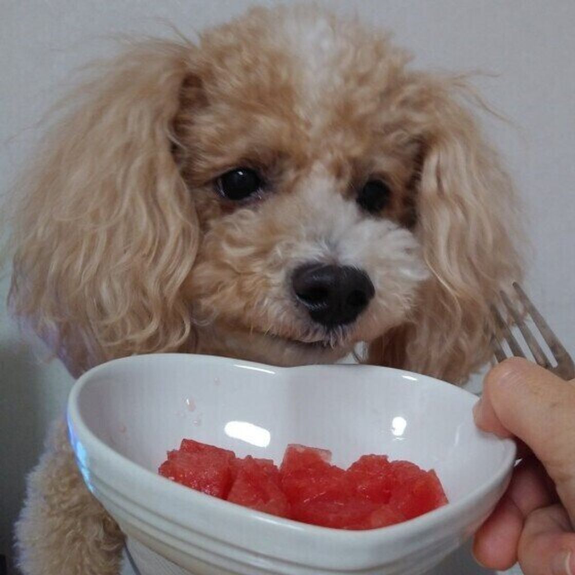 獣医師監修 犬にスイカを与えても大丈夫 スイカを食べるメリットと与え方を解説 いぬのきもちweb Magazine 獣医師監修 犬にスイカを与えても大丈夫 スイカを食べるメリットと与え方を解説 いぬのきもちweb Magazine