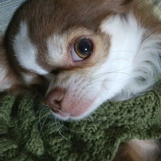 見つめるチワワ