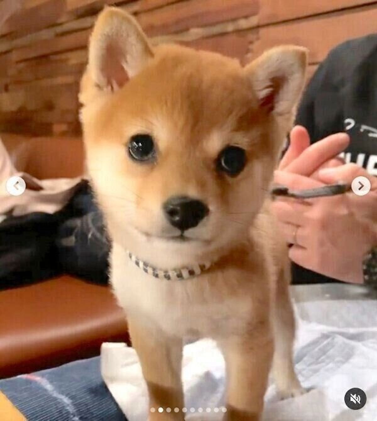 換毛期と重なって激し目に変化 豆柴子犬の急成長ぶりにグッとくる いぬのきもちweb Magazine 換毛期と重なって激し目に変化 豆柴子犬の急成長ぶりにグッとくる いぬのきもちweb Magazine