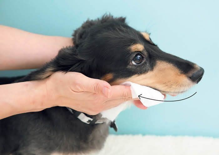 口を拭いてもらっているミニチュア・ダックスフンド