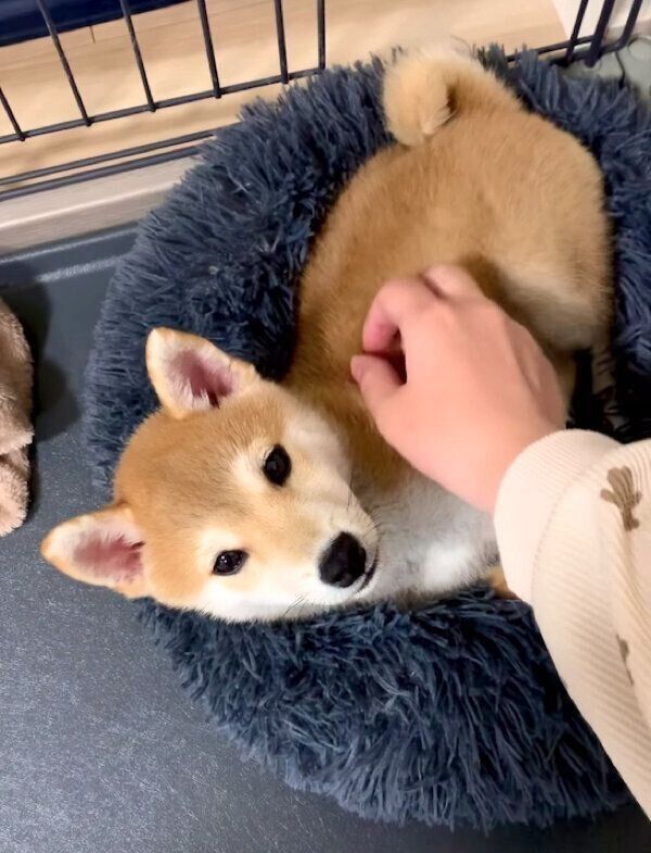 まったりするゴン太くん