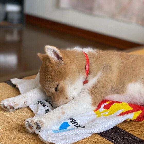 大好きなタオルの上で眠る柴犬