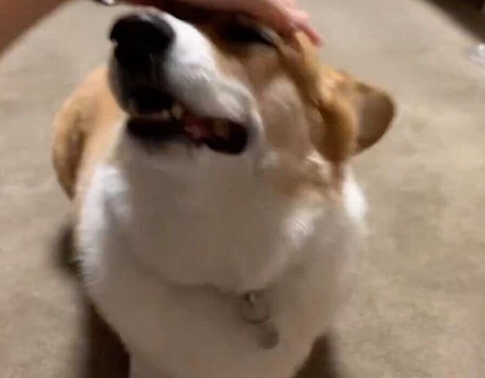 なでられにきたはなちゃん