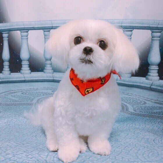 毛並みがフワフワのMIX犬