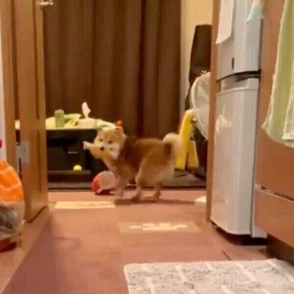 名前を呼ばれて戻ってくるクリ丸ちゃん