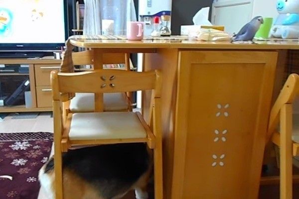 ごはんをもらうコーギー