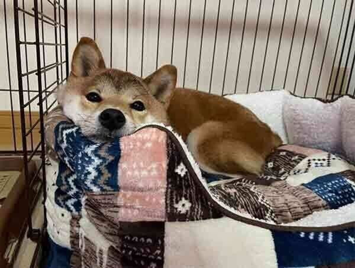 新しいベッドをもらった柴犬が アレンジ をしてかまくら風ベッドに すぐに使いこなし見せたドヤ顔に笑っちゃう いぬのきもちweb Magazine 新しいベッドをもらった柴犬が アレンジ をしてかまくら風ベッドに すぐに使いこなし見せたドヤ顔に笑っちゃう いぬのきもちweb Magazine