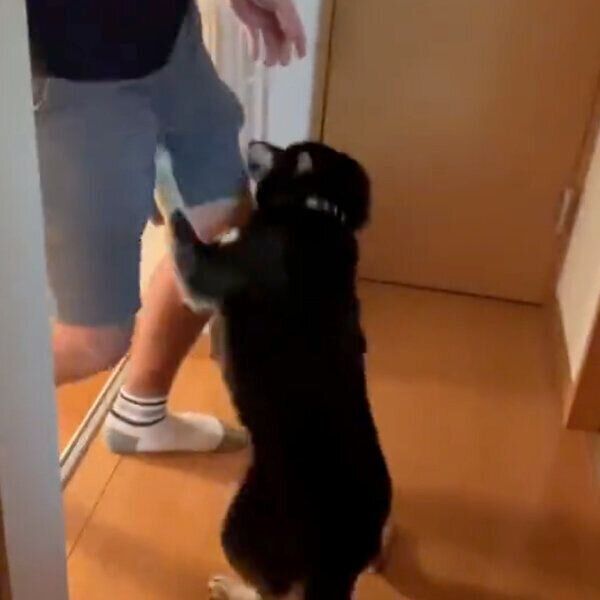 飼い主さんを出迎えるチョコちゃん