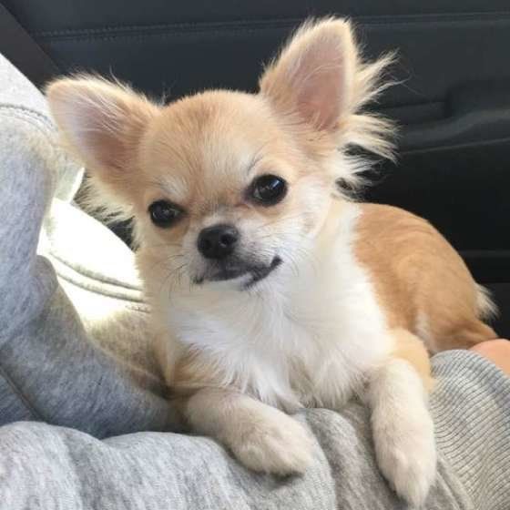 愛犬をめぐって家族とケンカ 意外なその原因とは いぬのきもちweb Magazine