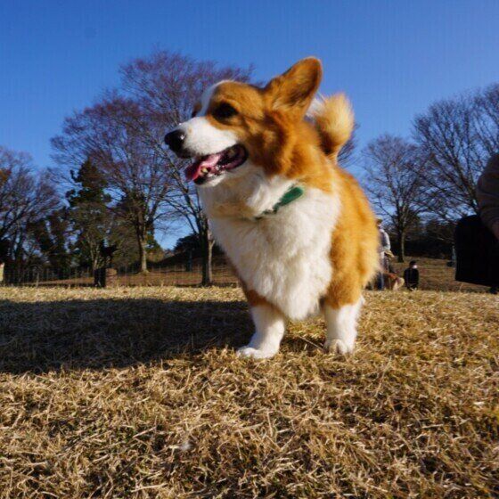 お散歩するウェルシュ・コーギー・ペンブローク（メス）