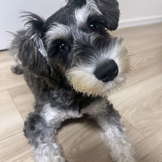 犬がぬいぐるみや毛布を「チュパチュパ」する理由と対処法 ミニチュア・シュナウザー いぬのきもち