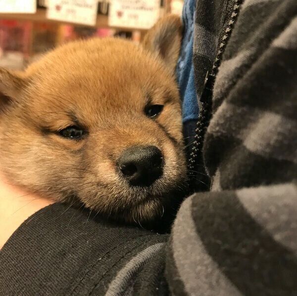 お迎えしたときのこむぎくん