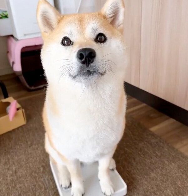 体重計に乗るももちゃん